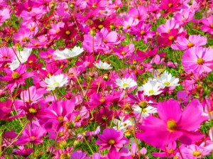 置かれた場所で咲きなさい１