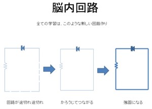 天才脳の鍵となる脳内回路とは１